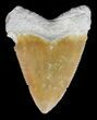 Serrated Megalodon Tooth - Bone Valley, Florida #48697-1